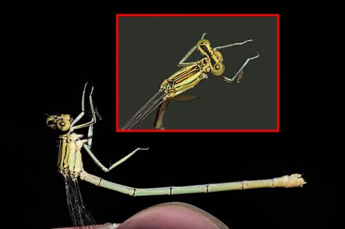 Platycnemis pennipes